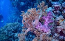 Zdjęcia z Safari Nurkowe St Johns 2017