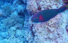 Zdjęcia z Safari Nurkowe St Johns 2017