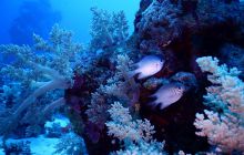 Zdjęcia z Safari Nurkowe St Johns 2017