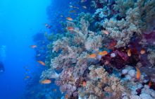 Zdjęcia z Safari Nurkowe St Johns 2017