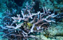 Zdjęcia z Safari Nurkowe St Johns 2017