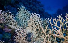 Zdjęcia z Safari Nurkowe St Johns 2017