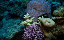 Zdjęcia z Safari Nurkowe St Johns 2017