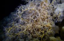 Zdjęcia z Safari Nurkowe St Johns 2017