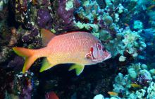 Zdjęcia z Safari Nurkowe St Johns 2017