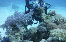 Zdjęcia z Safari Nurkowe St Johns 2017