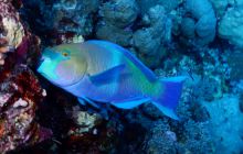 Zdjęcia z Safari Nurkowe St Johns 2017