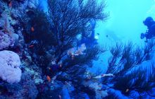 Zdjęcia z Safari Nurkowe St Johns 2017