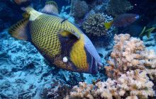 Zdjęcia z Safari Nurkowe St Johns 2017