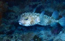 Zdjęcia z Safari Nurkowe St Johns 2017