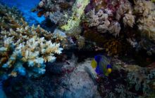 Zdjęcia z Safari Nurkowe St Johns 2017