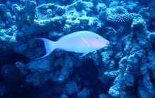 Zdjęcia z Safari Nurkowe St Johns 2017