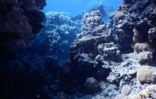 Zdjęcia z Safari Nurkowe St Johns 2017