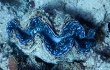 Zdjęcia z Safari Nurkowe St Johns 2017