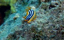 Zdjęcia z Safari Nurkowe St Johns 2017