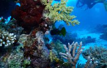 Zdjęcia z Safari Nurkowe St Johns 2017