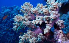 Zdjęcia z Safari Nurkowe St Johns 2017