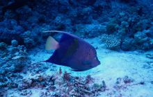 Zdjęcia z Safari Nurkowe St Johns 2017