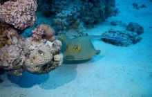 Zdjęcia z Safari Nurkowe St Johns 2017