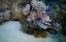 Zdjęcia z Safari Nurkowe St Johns 2017