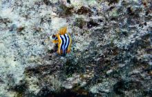 Zdjęcia z Safari Nurkowe St Johns 2017