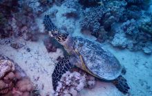 Zdjęcia z Safari Nurkowe St Johns 2017