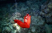 Zdjęcia z Safari Nurkowe St Johns 2017