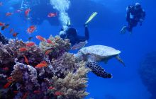 Zdjęcia z Safari Nurkowe St Johns 2017