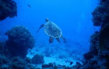 Zdjęcia z Safari Nurkowe St Johns 2017