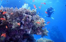 Zdjęcia z Safari Nurkowe St Johns 2017