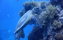 Zdjęcia z Safari Nurkowe St Johns 2017