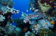 Zdjęcia z Safari Nurkowe St Johns 2017