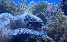 Zdjęcia z Safari Nurkowe St Johns 2017