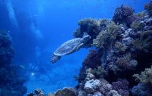 Zdjęcia z Safari Nurkowe St Johns 2017