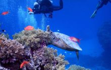 Zdjęcia z Safari Nurkowe St Johns 2017