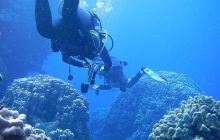 Zdjęcia z Safari Nurkowe St Johns 2017