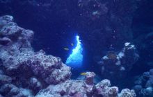 Zdjęcia z Safari Nurkowe St Johns 2017