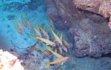 Zdjęcia z Safari Nurkowe St Johns 2017