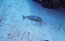 Zdjęcia z Safari Nurkowe St Johns 2017