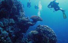 Zdjęcia z Safari Nurkowe St Johns 2017