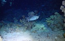 Zdjęcia z Safari Nurkowe St Johns 2017