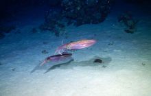 Zdjęcia z Safari Nurkowe St Johns 2017