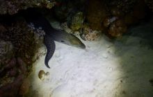 Zdjęcia z Safari Nurkowe St Johns 2017