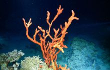 Zdjęcia z Safari Nurkowe St Johns 2017