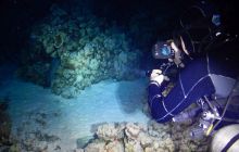 Zdjęcia z Safari Nurkowe St Johns 2017