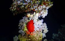 Zdjęcia z Safari Nurkowe St Johns 2017