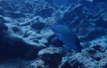 Zdjęcia z Safari Nurkowe St Johns 2017