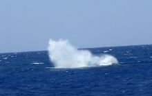 Zdjęcia z Safari Nurkowe St Johns 2017