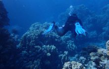 Zdjęcia z Safari Nurkowe St Johns 2017