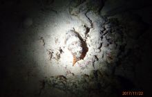 Zdjęcia z Safari Nurkowe St Johns 2017